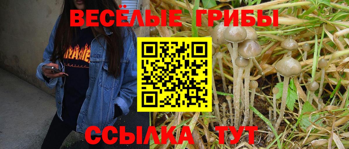 Галлюциногенные грибы Psilocybe Арсеньев